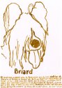 Briard